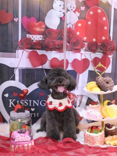 20250214ラテちゃん 